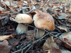 IMG_20261021_075035[1].jpg