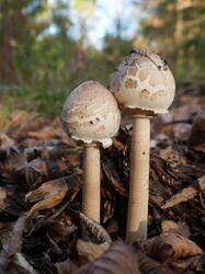1554502735_Zitzen-Riesenschirmling_-_Macrolepiotamastoidea.thumb.JPG.fb3746e8d633fbd068743eff658bafaa.JPG