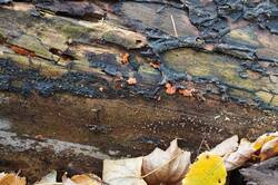 1555178052_26-10-11-2.thumb.JPG.d3c6b5301d0a2381159613c77a667561.JPG