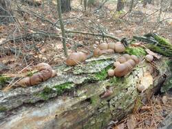 IMG_20261008_125538[1].jpg