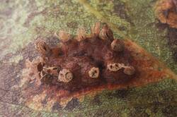 Gymnosporangium﻿ _sabinae_PSA_20261013-01.jpg