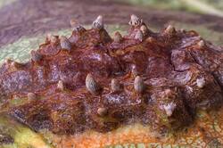 Gymnosporangium﻿ _sabinae_PSA_20261013-04.jpg