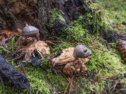 1579946799_Geastrumpectinatum_MS_20191206_01.thumb.jpg.2d241f1d67e5f7d77e9a5a4b0f40e3b7.jpg