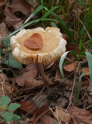 1599291685__Xerularadicata.thumb.JPG.cdab643523b6bd60d7b20c97a07dc9c9.JPG