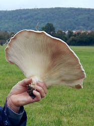 161015743_Aspropaxillus_giganteus__2025_09_28.thumb.jpg.22523fdee83ca143b6ef378c8644294d.jpg