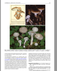 1631037856_2026-10-0202_49_56-Bellanger2021Persoonia.pdf-AdobeAcrobatReader(64-bit).thumb.png.e061fb94ccde2ac7da7e47438a952419.png