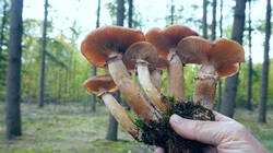 1686301148__Armillariaostoyae_7.thumb.JPG.5868e702a2e54af8d4e61177f85f7d74.JPG