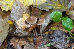 1744372388_26-10-15-.thumb.JPG.bdbc8f30ddd2d0d8d8dfb3389067a353.JPG