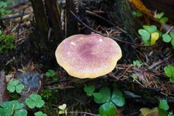 1767440812_26-10-15-(3).thumb.JPG.519d02bf60ebda871fbcecd16ff49cf9.JPG
