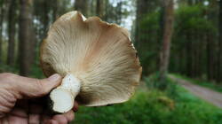 1785226390__Russuladelica_AWP_202609_28.thumb.JPG.2a205199f451c374424bebc94ad79d3e.JPG