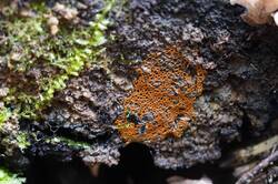 1787780002_26-10-04-.thumb.JPG.508dca84f8b2ce9bb692510f1b71b6fd.JPG