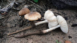 1801390153_Xerula_radicata__20261018.thumb.JPG.6bc055d2d104440c54cd0f648a912a88.JPG