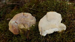 1802533791___Tyromyces_kmetii.thumb.JPG.14f294a972f2bc9c76c91f2c10d51a69.JPG