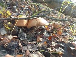 IMG_20261017_143740[1].jpg