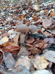 IMG_20261009_070240[1].jpg