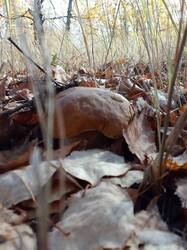 IMG_20261010_122952[1].jpg