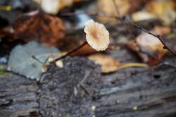 1888032514_26--(8).thumb.JPG.28e345aa378dc38628ad953d6948206a.JPG