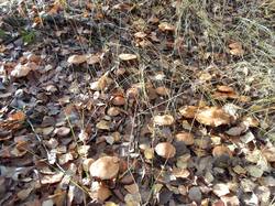 IMG_20261007_084336[1].jpg
