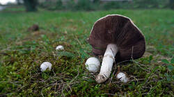 1953154676__Agaricus_campestris__20261016.thumb.JPG.55011fbdad6eb881faf5cb6deb549b60.JPG