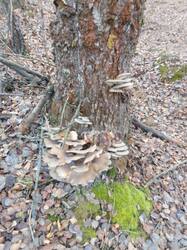 IMG_20261020_090635[1].jpg