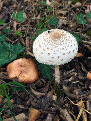 2010537778_-_Macrolepiotaprocera_.thumb.JPG.2b4a29b13b1e8d6d75a3e210b0a63b0e.JPG