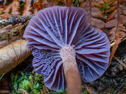20260927-TAGE1128-DMap-Stacked.thumb.jpg.9345d9efdd28d6b0ba9aa6f3ea482366.jpg