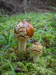 20261001-TAGE0518.thumb.jpg.cc01f1843d868c5bfe6f7d3ac85ee2d0.jpg