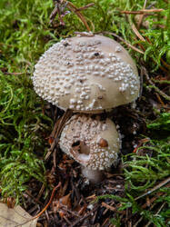 20261001-TAGE0771.thumb.jpg.4d5a00a48abc4d68d7f3907323e438a5.jpg