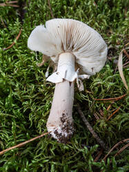 20261001-TAGE0772.thumb.jpg.e86d2d8db75ab3c0ac389bb8f5375cf8.jpg