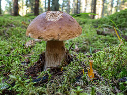 20261001-TAGE0853-DMap-Stacked.thumb.jpg.7145ad392a20d1aa2eeb4b8fe199ea78.jpg