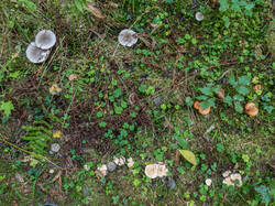 20261001-TAGE0965.thumb.jpg.7803b1e95b81c45731dbc7fe1c048ba0.jpg