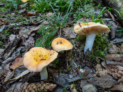 20261001-TAGE0967.thumb.jpg.801ab4d2b7694ee7e507b89bed9e84f1.jpg