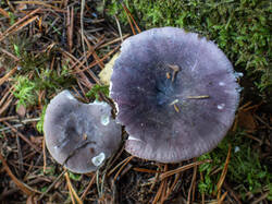 20261001-TAGE1235.thumb.jpg.d5d02d1a415300cf771f99842cd13dad.jpg