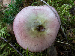 20261001-TAGE1264.thumb.jpg.69a2abc350cd62bfb8b3d760f74a5821.jpg