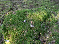 20261001-TAGE1314.thumb.jpg.fb66e2b0ff7441bb17a003c4a7689808.jpg