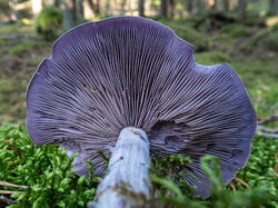 20261001-TAGE1316.thumb.jpg.405a0d54cd07c6cc219c72a37d19c9b8.jpg