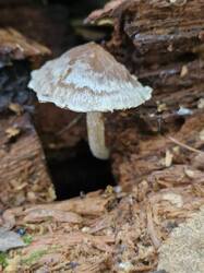 20261001_110012.thumb.jpg.fc549ff4c0be357f8fabb0540d7fc706.jpg