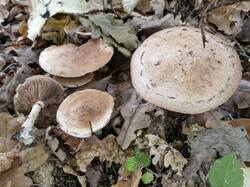 20261001_114028.thumb.jpg.fcfddda9cbf46ae98728ea3e44013da4.jpg