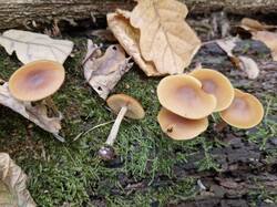 20261002_121124(0).thumb.jpg.44b428fdd4ce11a4c1e0a2ae8f001ced.jpg