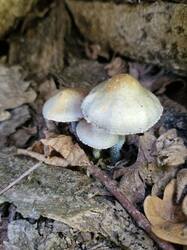 20261003_132817.thumb.jpg.f15af861837e72c6b7374d38156475cb.jpg