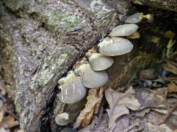 20261003_133350.thumb.jpg.8c07b3e74186120aa8a27aa36ec49929.jpg