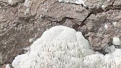 20261004_110851_1.thumb.jpg.9bee37f6ca7a058c78e30bfc7abf4796.jpg