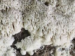 20261004_111025.thumb.jpg.2dcf9f303c6dee47e25679eb0a2bffc3.jpg