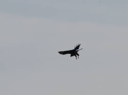 20261007-M3JR4714.thumb.jpg.269b4e533d43b10678a8e2c8e4c58c63.jpg
