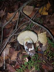 20261008_175601.thumb.jpg.8bb0e8283d0cef9bab47fff3513d40bc.jpg