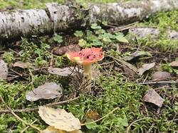 20261009_100446.thumb.jpg.cfb473c28497b910a53159f1ce4f8a12.jpg