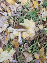 20261010_115528.jpg