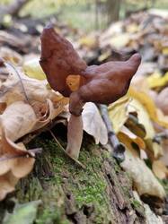 20261011_103634.thumb.jpg.4999d4932f042167f746a4f49edce64e.jpg