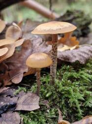 20261011_104144.thumb.jpg.c628b492114de7a15306dad99cf8eab6.jpg