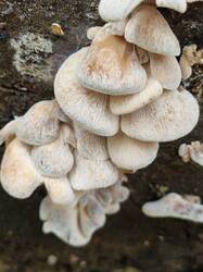 20261011_112255.thumb.jpg.149e2111df3b2bb604fc2d6de3ff44f9.jpg